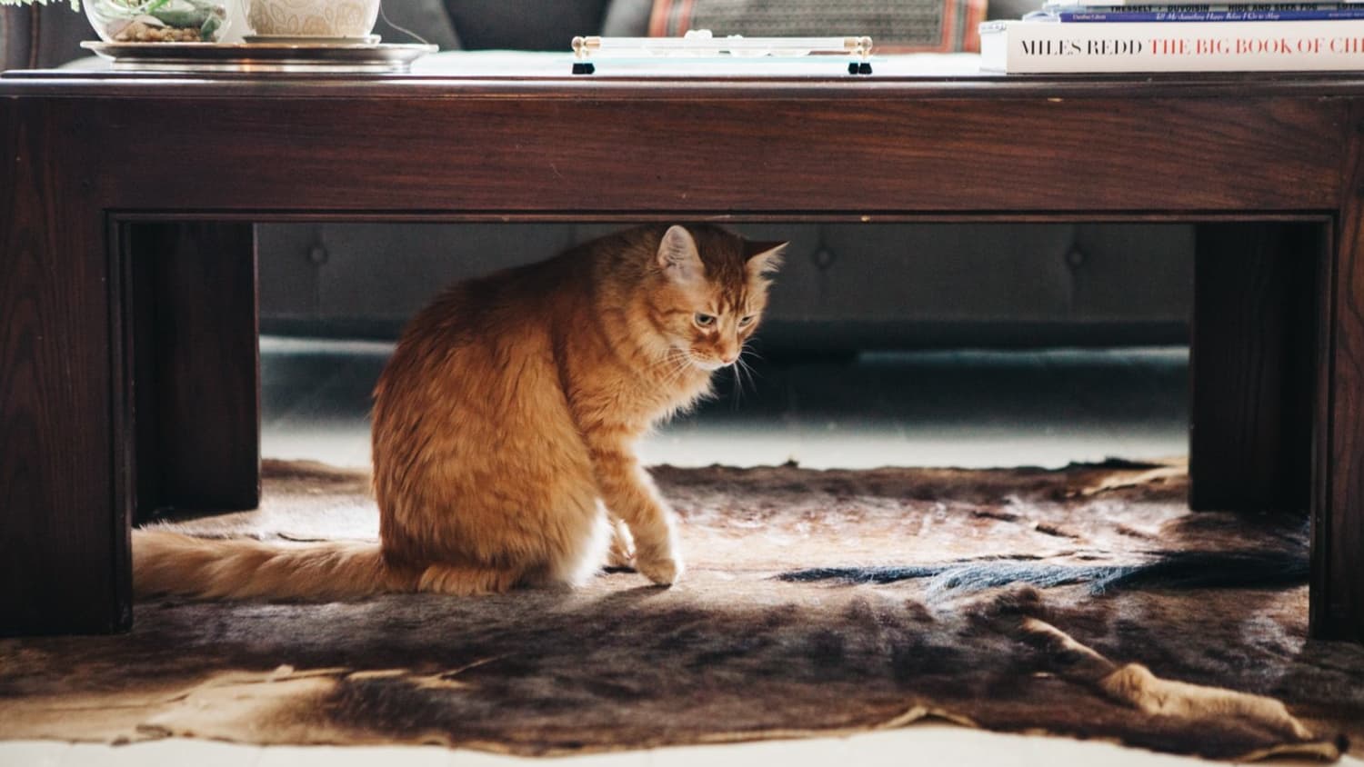 Best litter box for apartments outlet